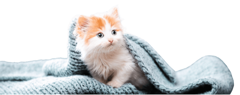 veterinary-care