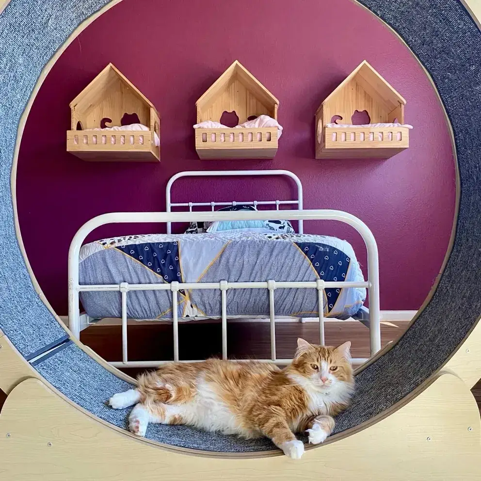 pet-store