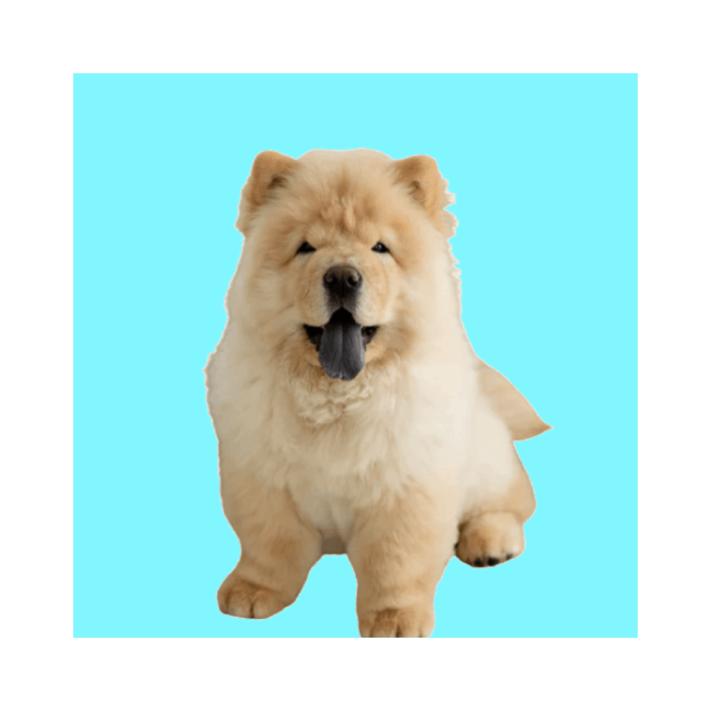 pet-store