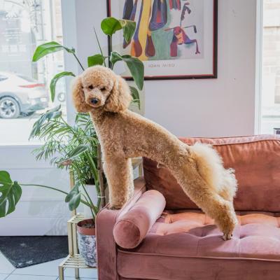 pet-groomer