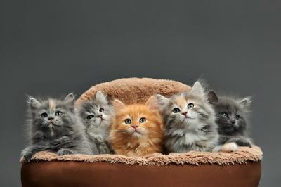 pet-supplies
