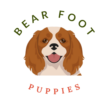 pet-store