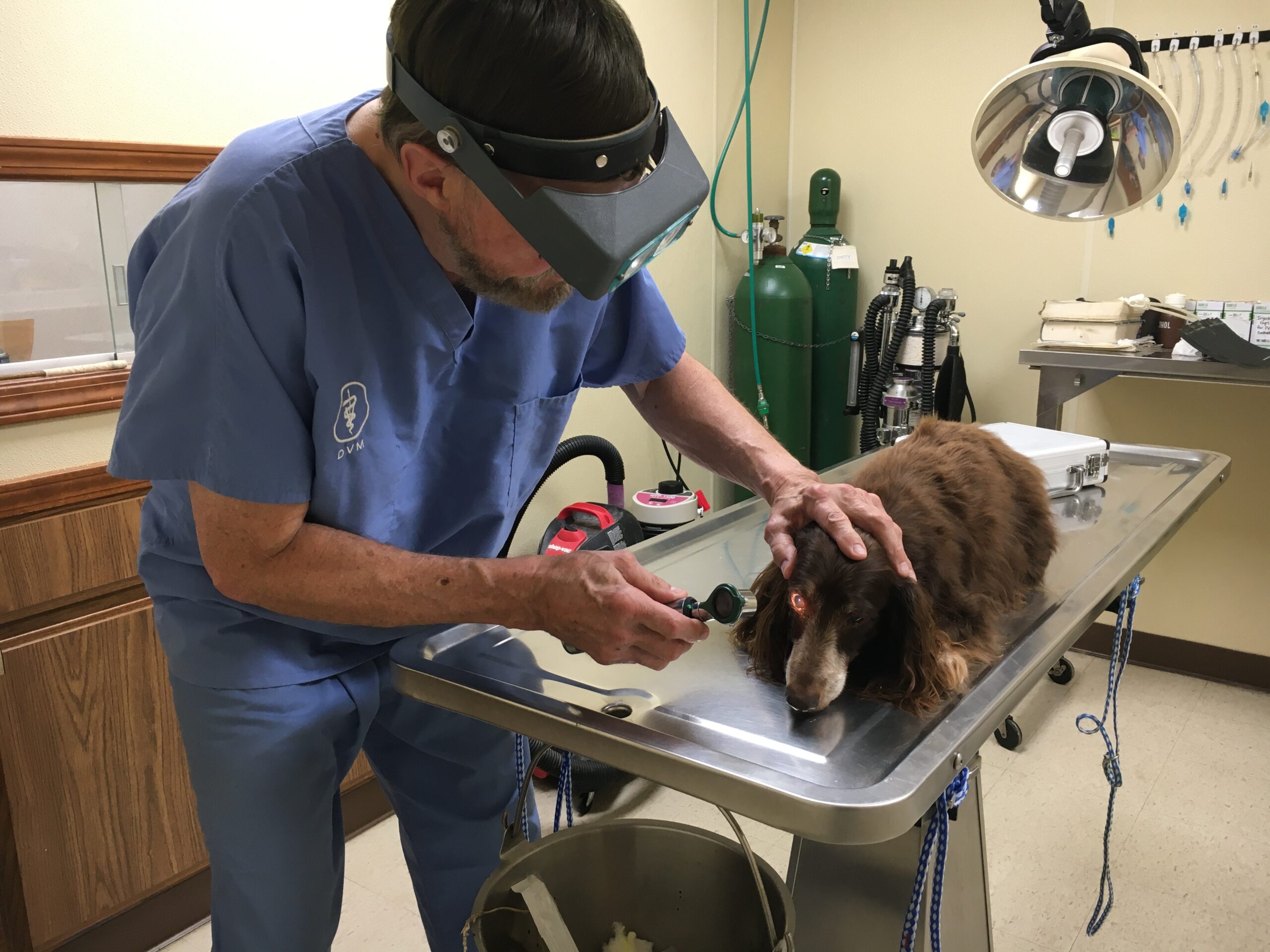 veterinary-care