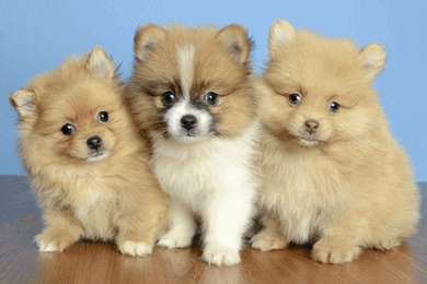 pet-store