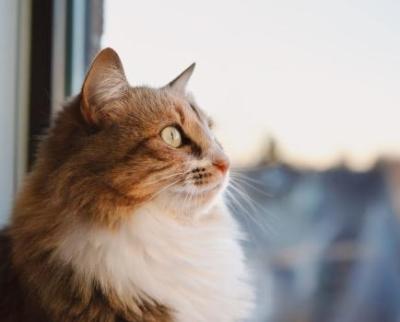 veterinary-care