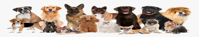 pet-groomer